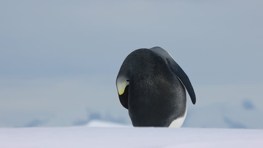 Emperor penguin preening while standing alone on snow in Antarctica, with soft light, blurred icy background, and calm polar wildlife atmosphere.