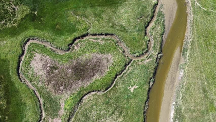 White seabird flying over coastal salt marsh and river