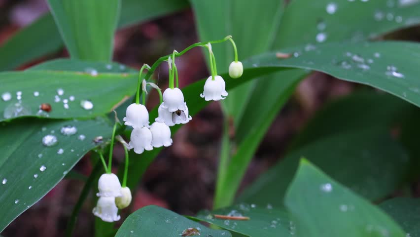 Person walking through lily of the valley meadow in spring forest with fresh green shoots emerging from woodland floor. Concept of nature hiking, seasonal wildflower discovery and forest conservation.