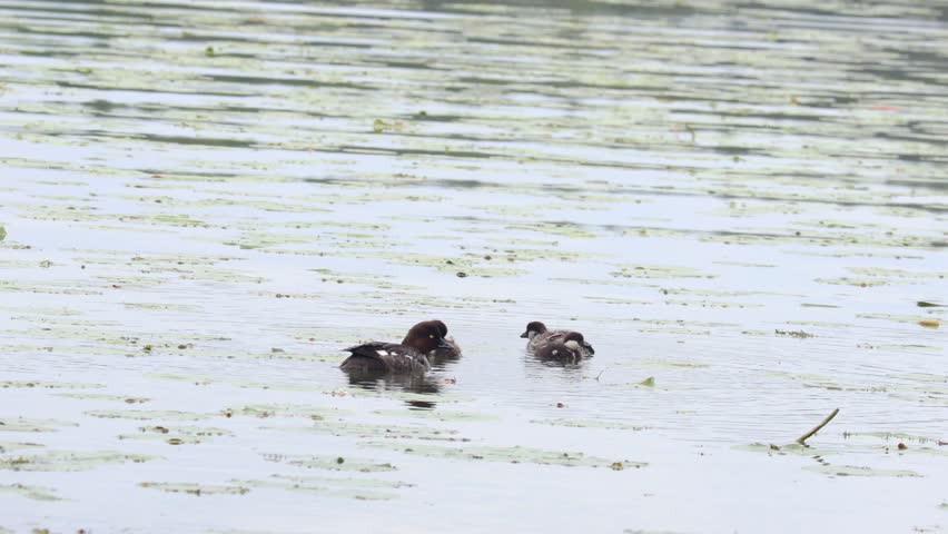 Four Mallard Ducks in a Row