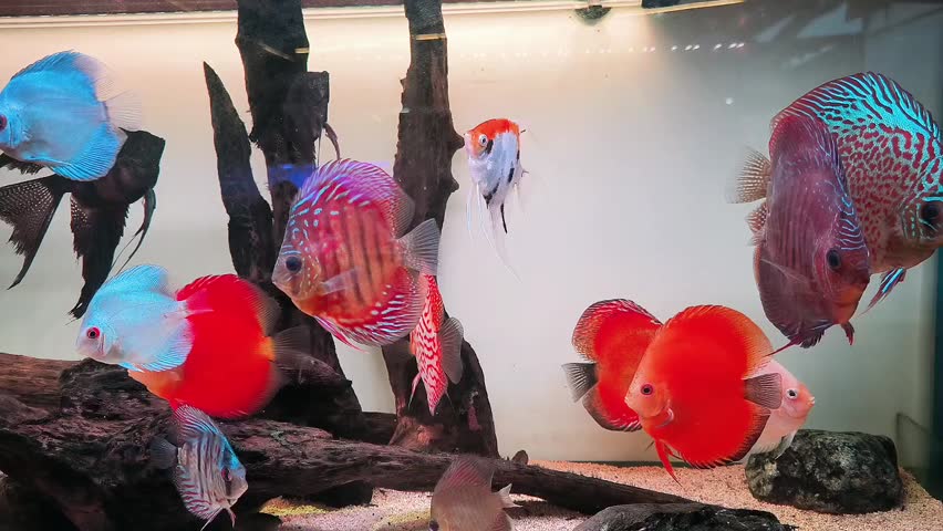 a school of colorful fish swimming in an aquarium