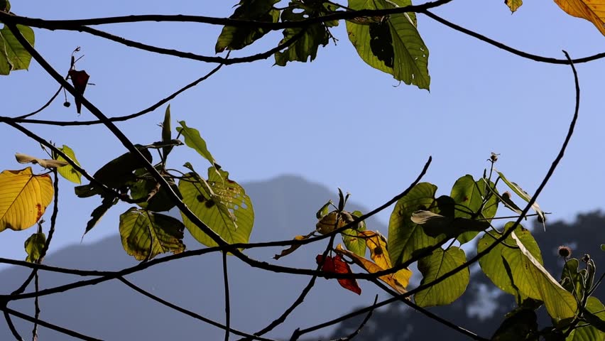 Sunlit Tropical Leaves Against Misty Mountain Background | Twin Lakes Natural Park, Philippines