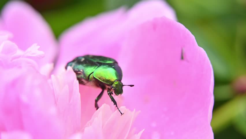 Green beetle macro on a pink flower