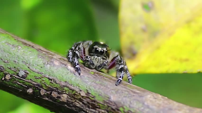4K close up video of a large jumping spider (family Salticidae) perched on a citrus tree branch, displaying sharp eyesight, alert posture, and impressive hunting abilities. This active daytime predator relies on excellent vision and powerful jumps to capture small insects without using a web. The macro footage highlights the intricate body patterns, curious behavior, and ecological importance of this beneficial spider in tropical garden and orchard ecosystems.