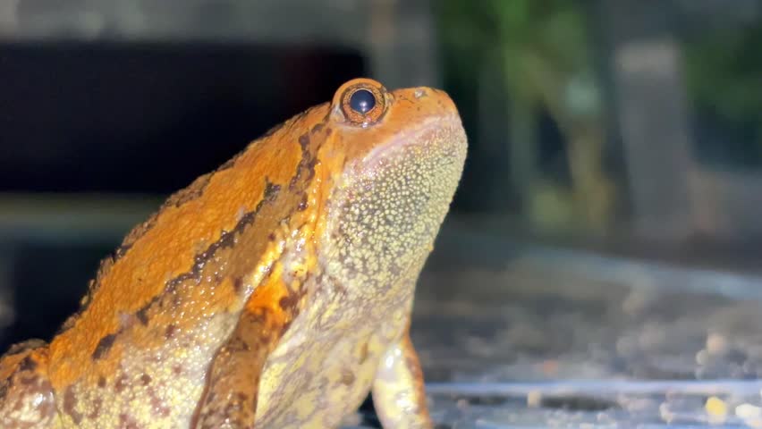 The king of chubby little creatures, the frog with its goofy face and fluffy, puffy cheeks, is sure to make anyone who sees it smile.