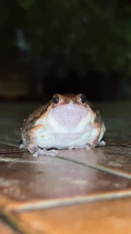The king of chubby little creatures, the frog with its goofy face and fluffy, puffy cheeks, is sure to make anyone who sees it smile.