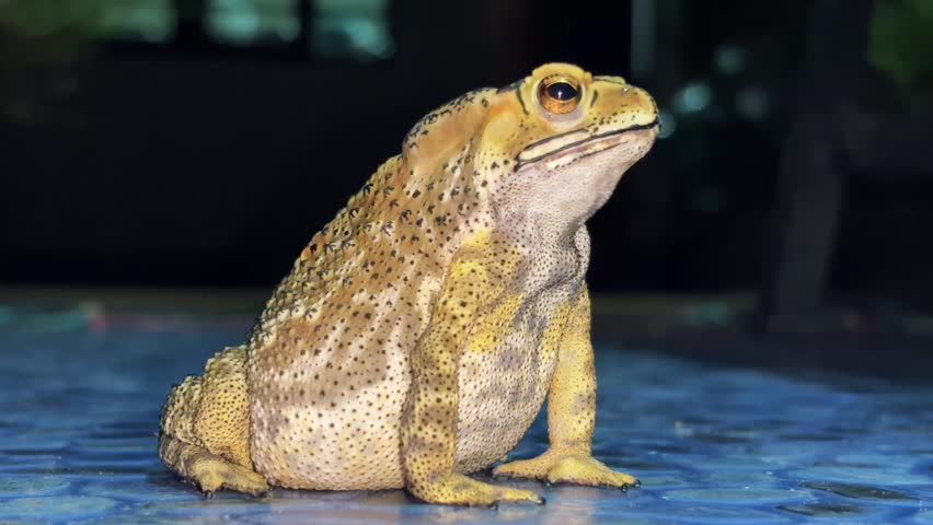 This golden toad is not just a pet, but a living work of art, with beautiful patterns as if meticulously painted by nature to captivate every eye.