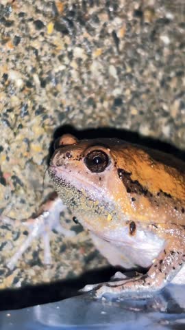 The king of chubby little creatures, the frog with its goofy face and fluffy, puffy cheeks, is sure to make anyone who sees it smile.