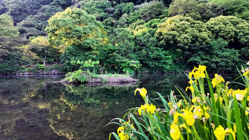 Static eye-level shot at Cheonjiyeon in Jeju Island, South Korea, featuring a beautiful reflection of a lush green forest on the calm pond with yellow wild flowers in the foreground.