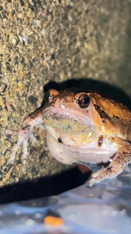 The king of chubby little creatures, the frog with its goofy face and fluffy, puffy cheeks, is sure to make anyone who sees it smile.