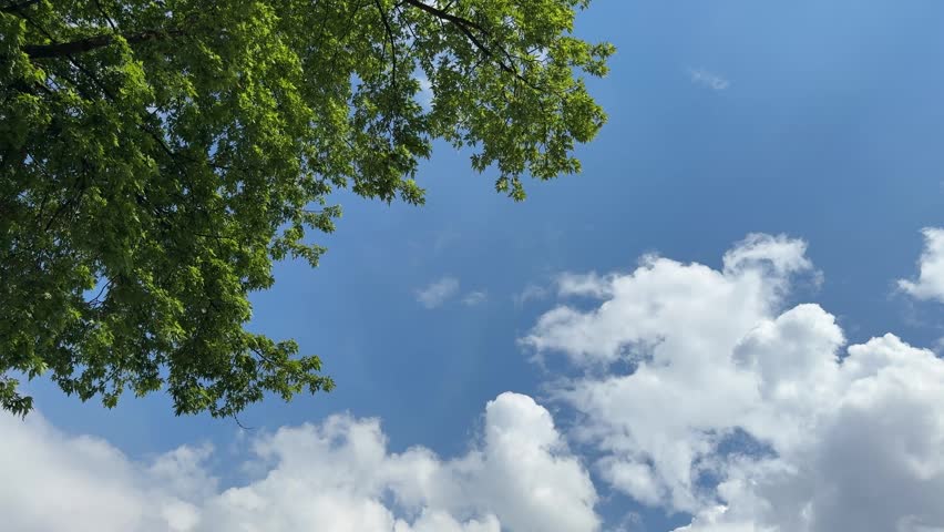 Blue sky with clouds and green tree in summer.