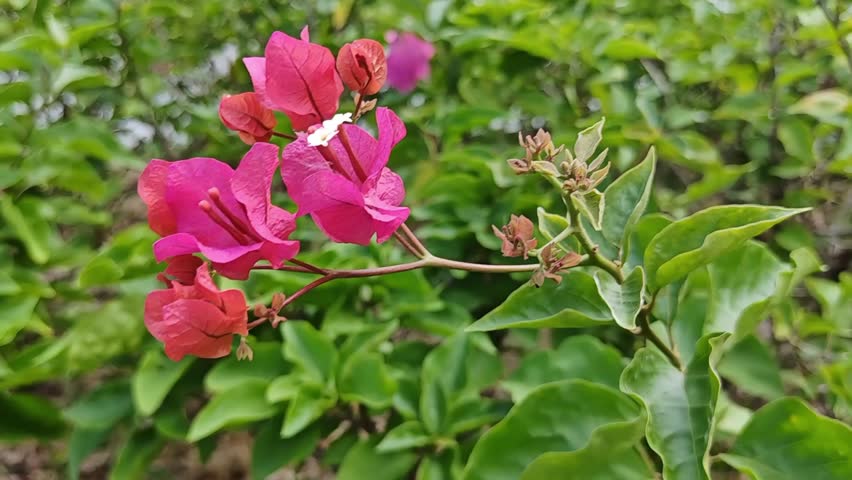 A close-up of vibrant purple bougainvillea bracts surrounding small white tubular true flowers, set against green foliage and thorny climbing stems.