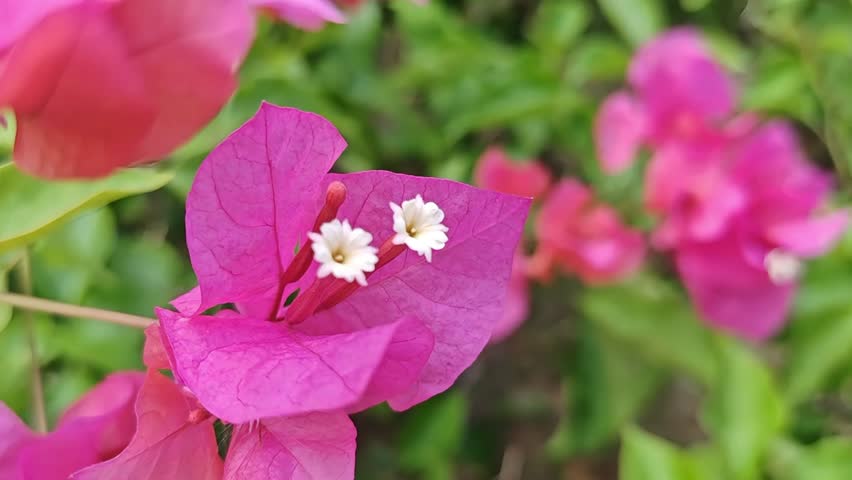 A close-up of vibrant purple bougainvillea bracts surrounding small white tubular true flowers, set against green foliage and thorny climbing stems.