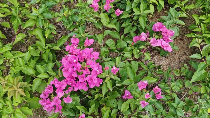 A close-up of vibrant purple bougainvillea bracts surrounding small white tubular true flowers, set against green foliage and thorny climbing stems.