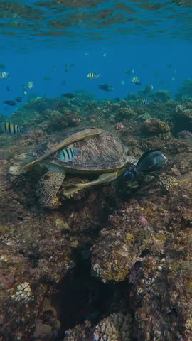 Vertical footage, Sea turtle eating small algae from top of coral reef slab in morning light, tropical fishes swims around Green Sea Turtle, Chelonia mydas on blue water background