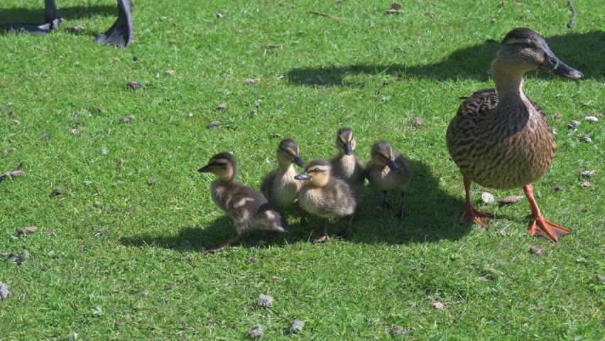 Mallard (Anas platyrhynchos) young ducklings walking on land. May, Kent, UK [Slow motion x4]