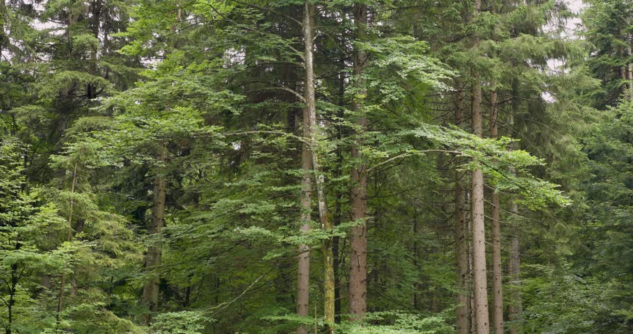 Green forest landscape with broadleaf trees.