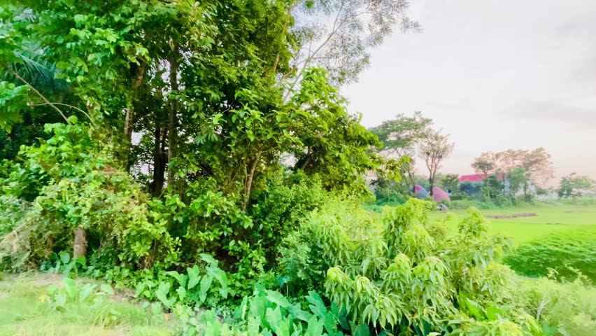 Scenic countryside footage showing wide green fields, trees and colorful sky during sunset, peaceful natural landscape background