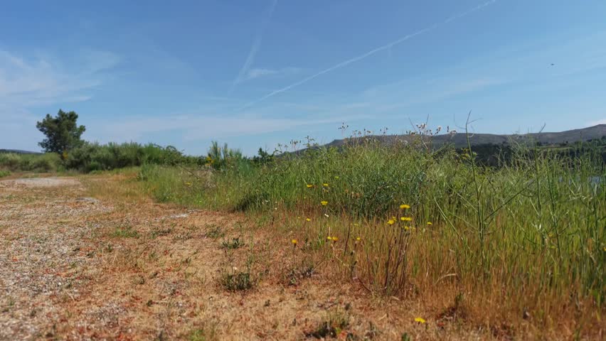 Douro reservoir with rocky scrubland shoreline pine trees yellow flowering shrubs and rolling hills beyond