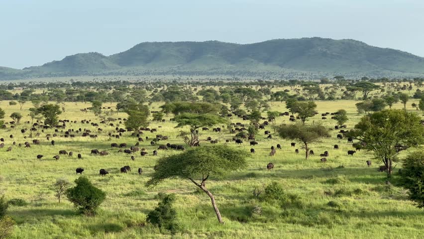 Aerial shot of large herd of African Buffalos (Syncerus caffer) spreading across the lush green plains of the Serengeti under a clear sky. Ideal for wildlife documentaries or travel content.