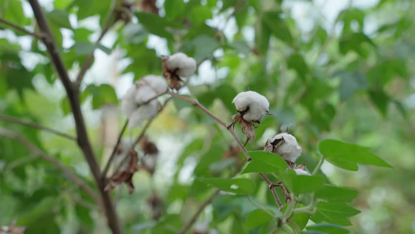 Cotton On A Cotton Plant Branch In Atins, Brazil - Close Up