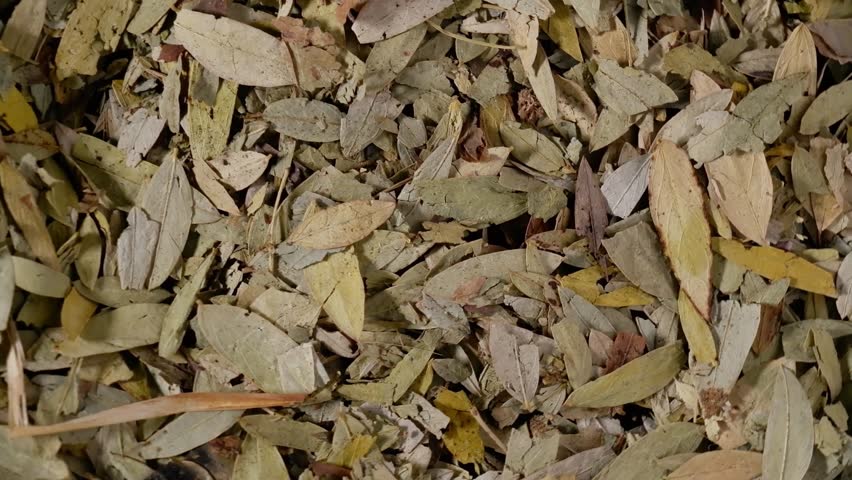 Dried senna leaves rotating on plate with dark background for herbal medicine concept