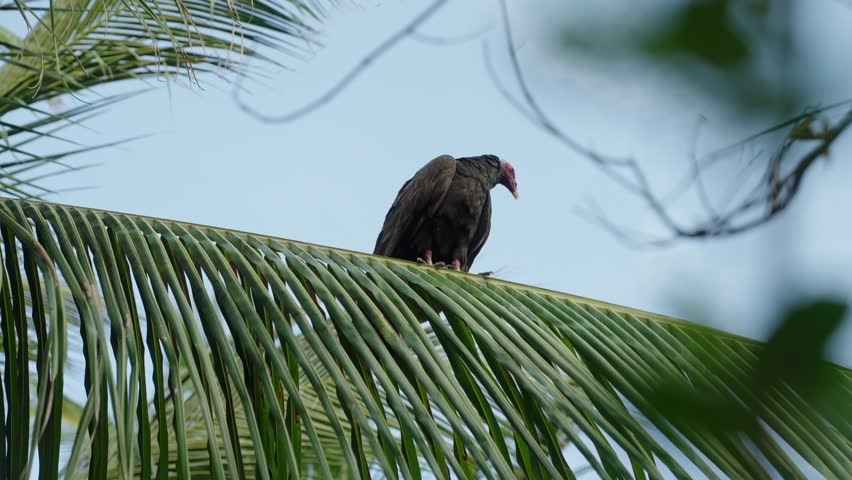 Vulture Resting On Palm Tree In Atins, Maranhão, Brazil
