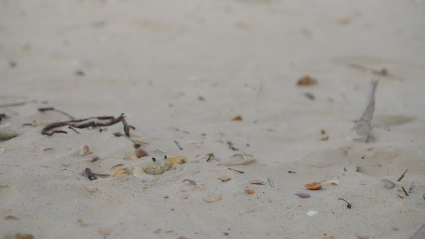 Atlantic Ghost Crab Emerging From Burrow on Sandy Beach STATIC