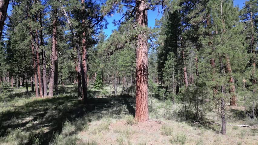 Ponderosa Pine Forest in Central Oregon