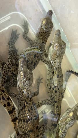 Close-up view of newborn crocodile hatchlings gathered in a holding container before release into their natural habitat. Wildlife conservation, reptile research and biodiversity protection.