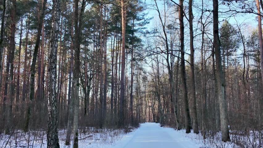Snowy forest road with tall trees on both sides in winter season