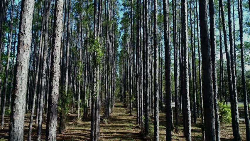 Tall trees standing in a forest with brown ground and blue sky