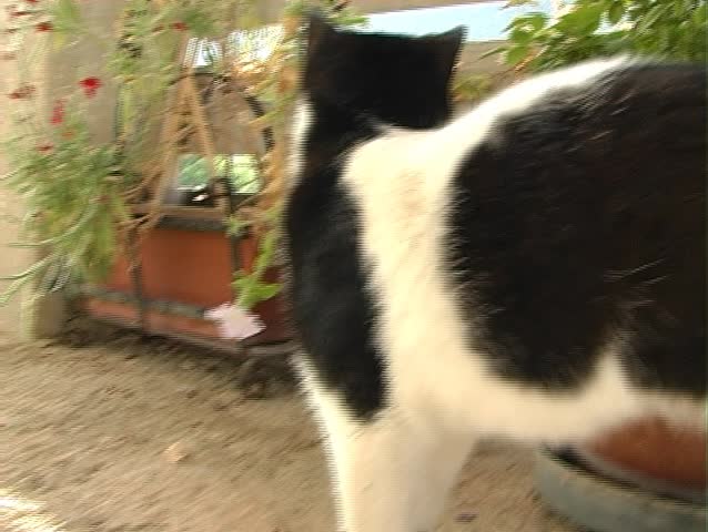 A Domestic cat walking