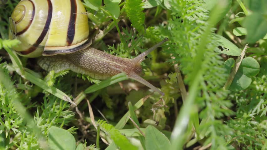 Macro closeup of a large Roman snail crawling slowly on wet green grass in a fresh spring garden.
