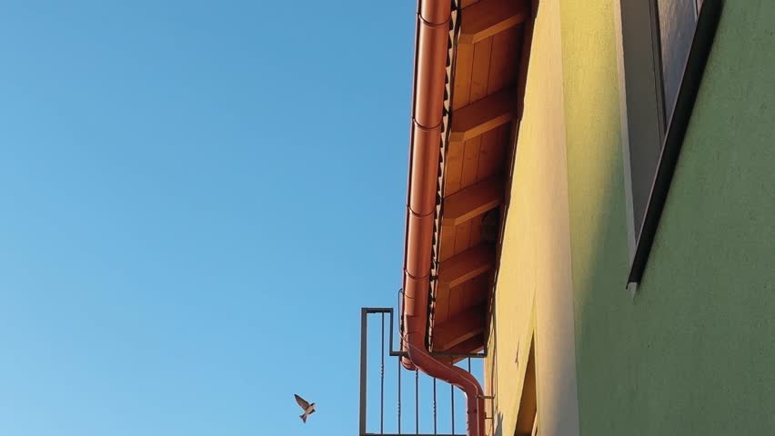 swallows flying and feeding their chicks in a nest under the roof. Birds from the Red Book. It is forbidden to remove swallow nests