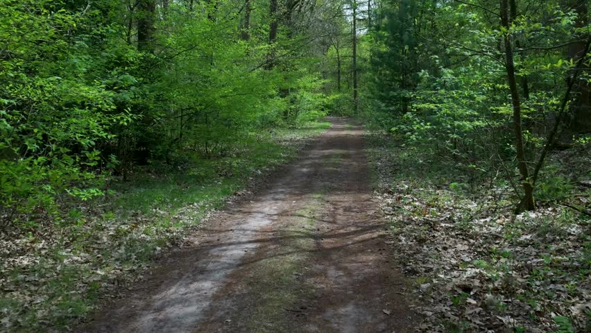 Scenic view of a dirt path going through a green sunny forest