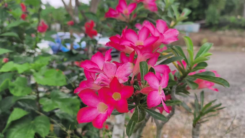 A Desert Rose or Adenium Obesum plant grows lushly and bursts into full bloom. These stunning flowers display a striking mix of vibrant red and soft white. The healthy blossoms create a beautiful, nat