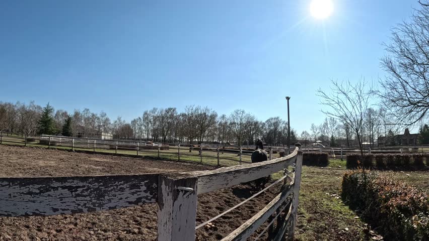 A playful, shiny black horse gallops across a white paddock and kicks