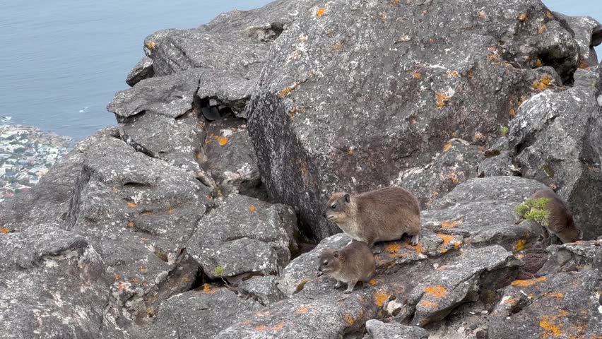Rock hyraxes rest on rugged boulders on Table Mountain. Cape Town, South Africa.
