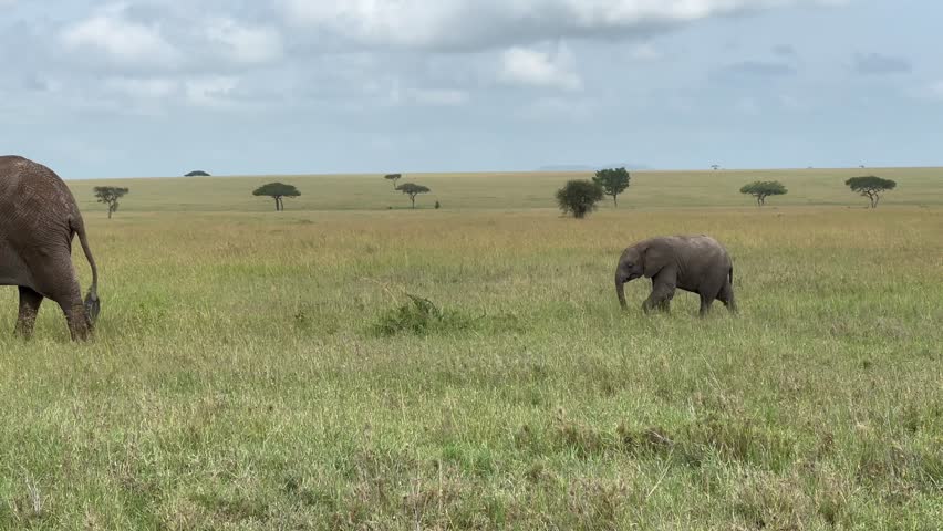 African bush elephant (Loxodonta africana) calf walking behind its mother in Serengeti National Park, Tanzania.