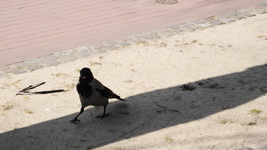 A crow walking with food in its mouth in slow motion. Sopot, Poland.