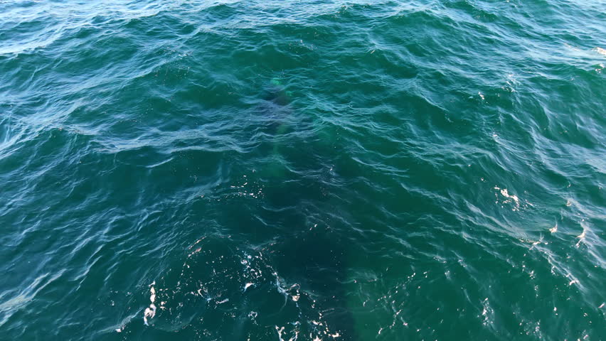 Southern right whale mother and calf surfacing in Atlantic waters near Puerto Madryn, Chubut, Argentina, showing marine wildlife behavior and nurturing interaction, aerial tracking forward flyover