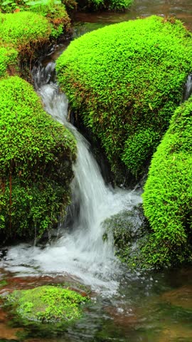 small waterfall in the forest	
