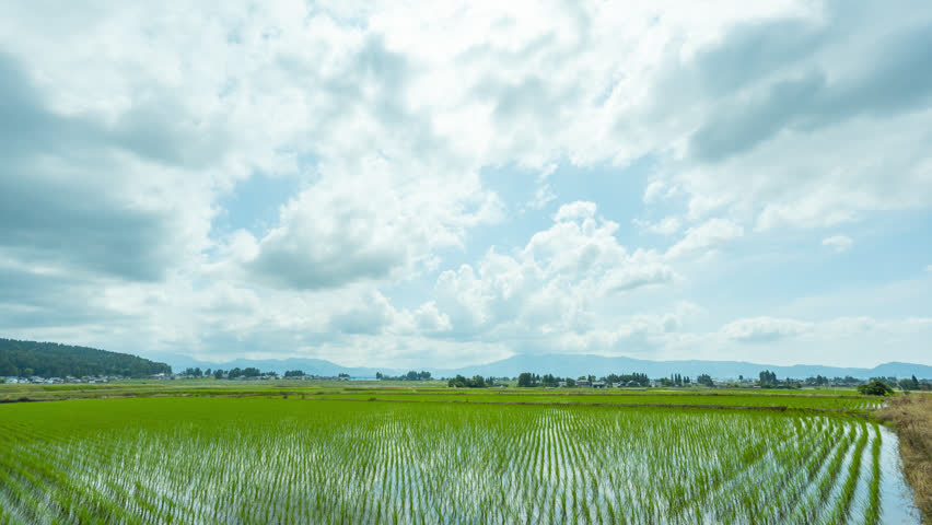 Timelapse of fast-moving clouds over lush green rice paddies in Nanto City, Toyama, Japan. Fixed camera shot.