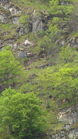 A slow downward tilt reveals a rugged mountain cliff with lush green spring foliage.