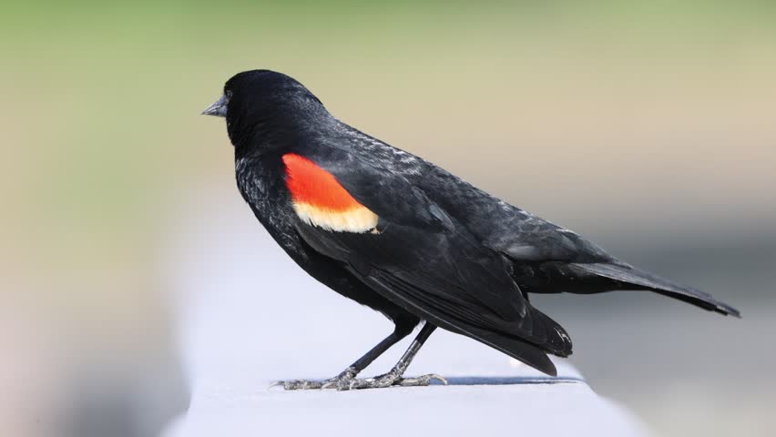 Red-Winged Blackbird Calling at John Heinz National Wildlife Refuge