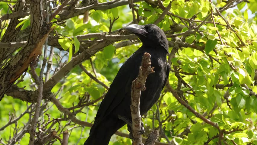 A fledgling crow sits on a tree branch and looks around.