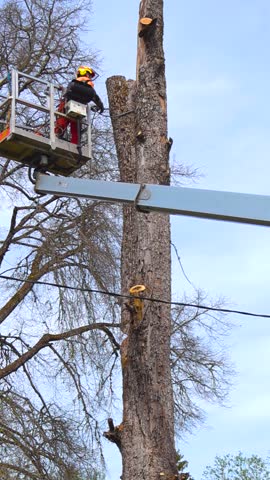 Professional arborist wearing safety equipment using a chainsaw to prune a tall, leafless tree from the basket of a cherry picker, performing essential tree maintenance and removal services
