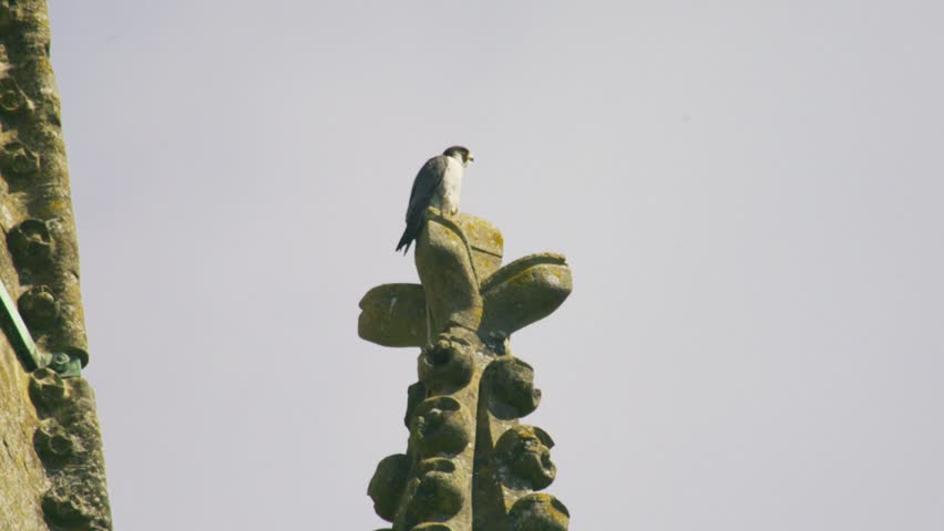 Telephoto wildlife shot of a peregrine falcon perched on an ornate stone carving at Salisbury Cathedral in Wiltshire, England, showing urban raptor behaviour against a soft pale sky