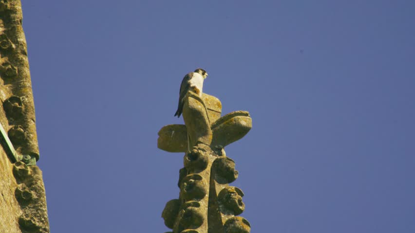 Telephoto wildlife shot of a peregrine falcon perched on an ornate stone carving of Salisbury Cathedral in Wiltshire, England, showing urban raptor behaviour against a clear blue sky.